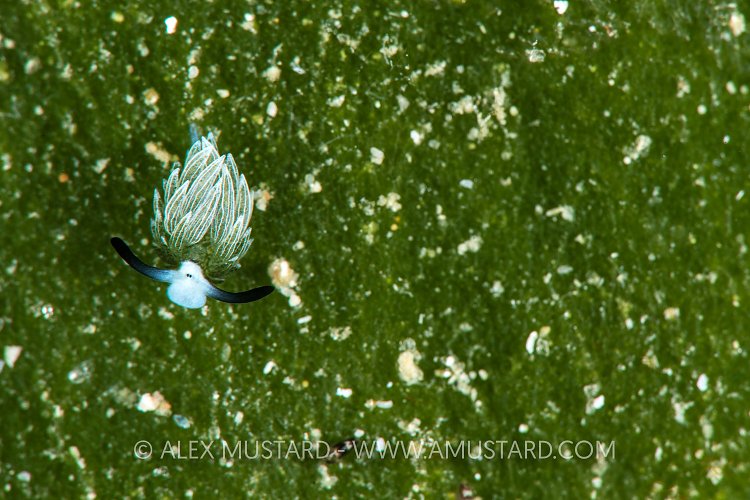 Shawn The Sheep Slug. Indonesia