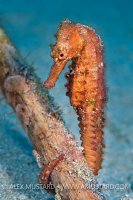 Seahorse. Indonesia