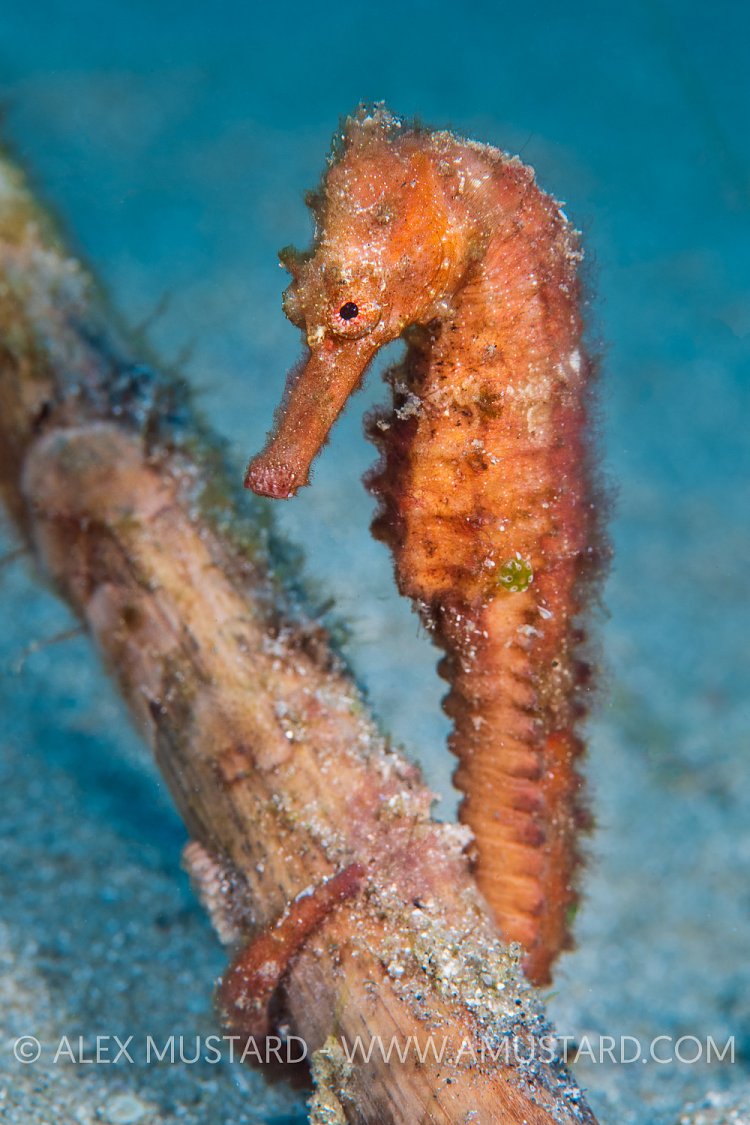 Seahorse. Indonesia