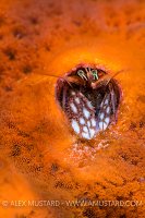 Reef Hermit Crab. Indonesia