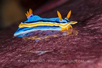 Nudi Reflection. Indonesia