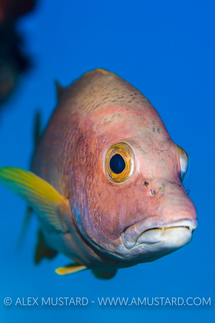 Schoolmaster. Cayman Islands