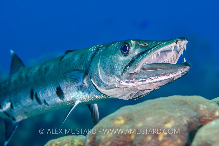 Barracuda Being Cleaned. Cayman Islands