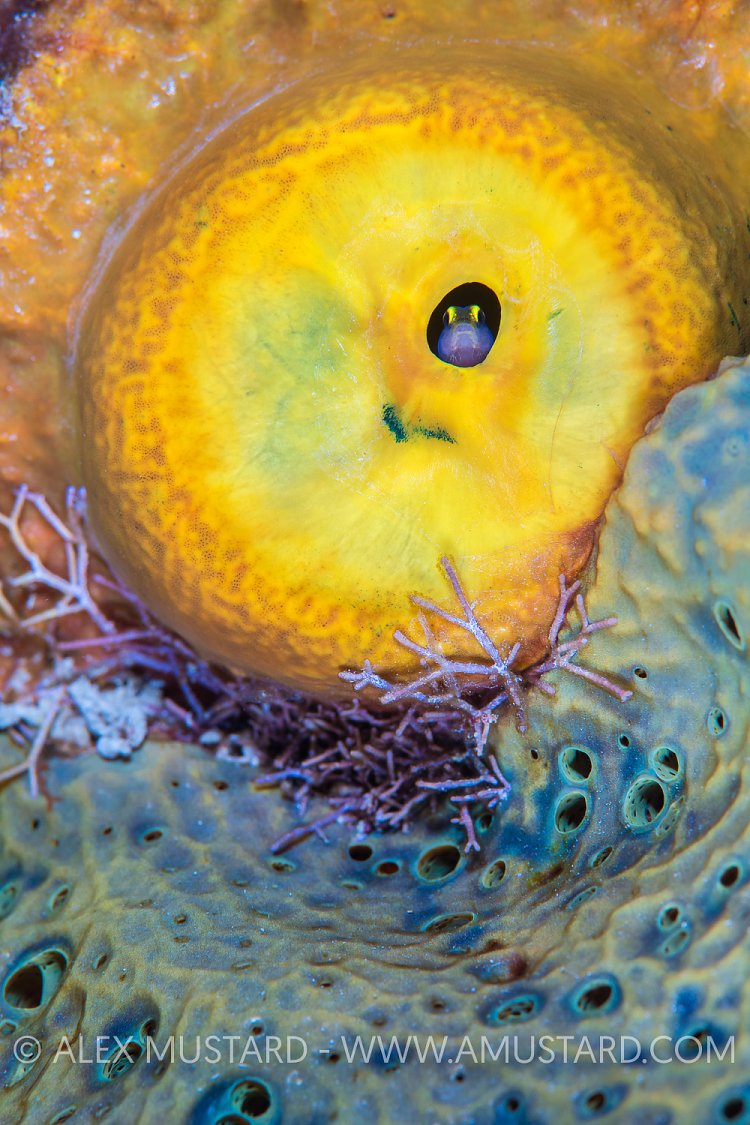 Peeping Goby. Cayman Islands