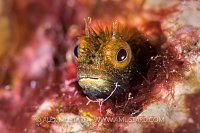 Secretary Blenny. Cayman Islands