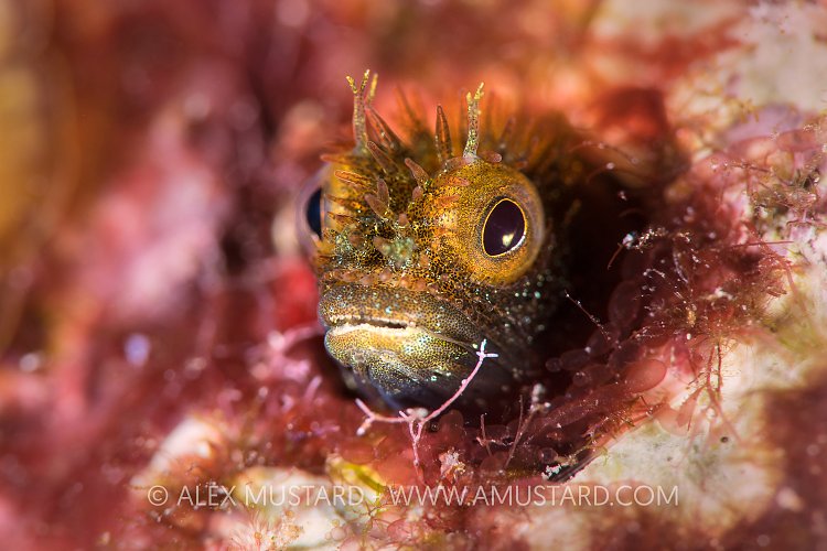 Secretary Blenny. Cayman Islands