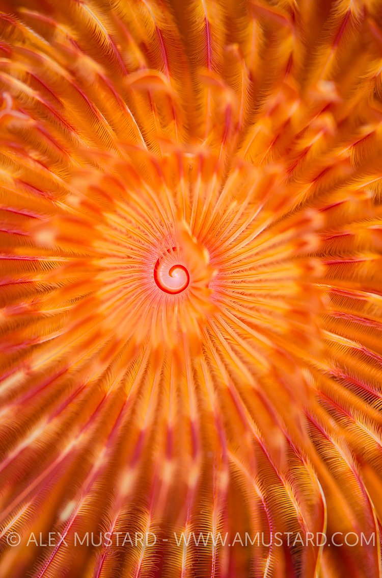 Xmas Tree Worm. Indonesia