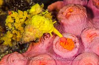 Feeding Snail. Indonesia