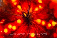 Sea Apple Detail. Indonesia