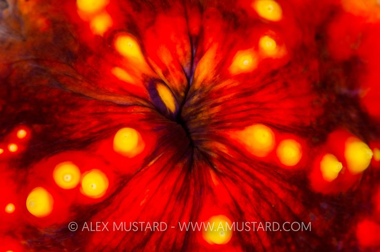 Sea Apple Detail. Indonesia