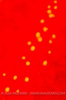 Sea Apple Detail. Indonesia