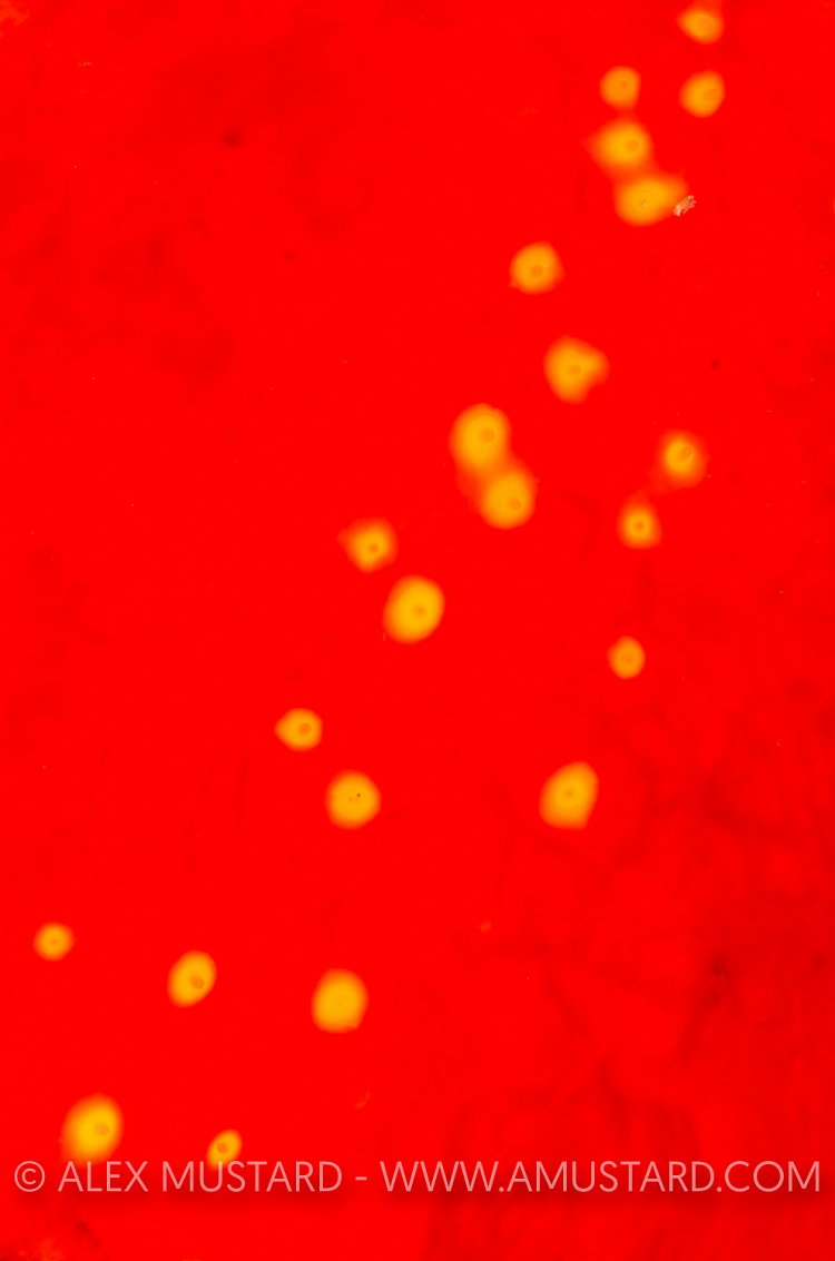 Sea Apple Detail. Indonesia