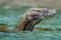 Swimming Dragon. Indonesia
