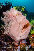 Giant Frogfish Fishing. Indonesia