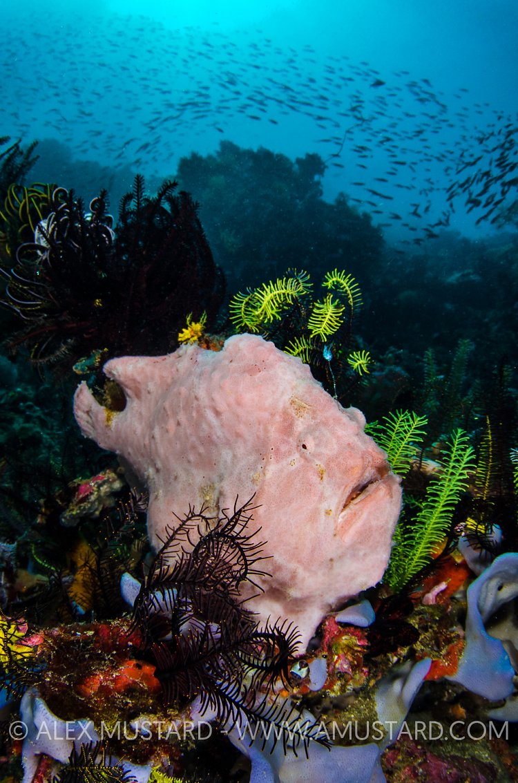 Giant Frogfish Fishing. Indonesia