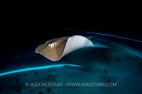 Ray At Night. Maldives