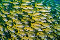 Blueline Snappers. Maldives
