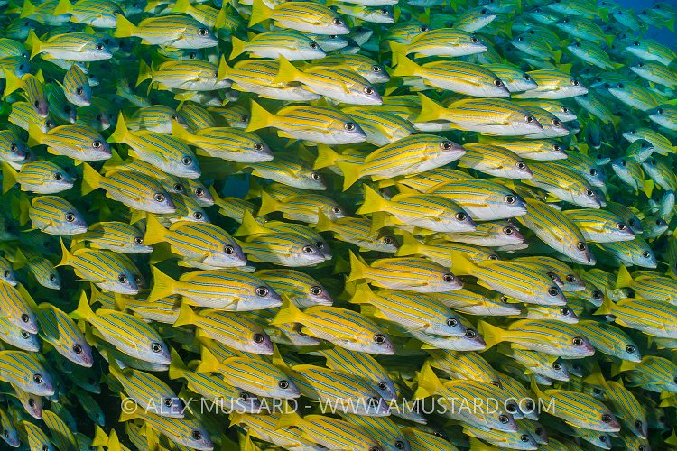 Blueline Snappers. Maldives