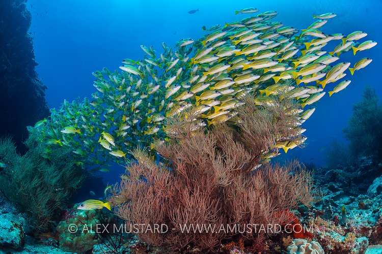 Blueline Snappers. Maldives