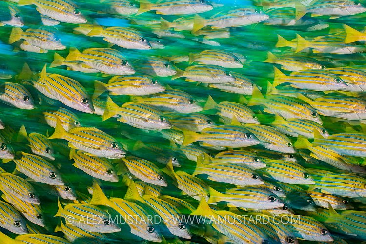 Blueline Snappers. Maldives
