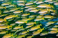 Blueline Snappers. Maldives