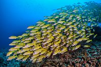 Blueline Snappers. Maldives