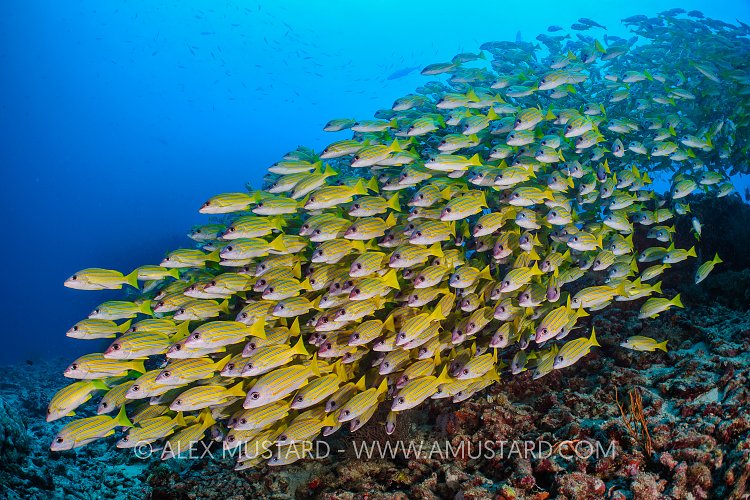 Blueline Snappers. Maldives