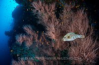 Puffer On Reef. Maldives
