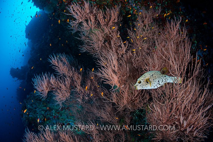 Puffer On Reef. Maldives