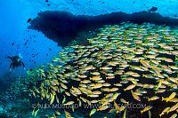 Diving With A School. Maldives