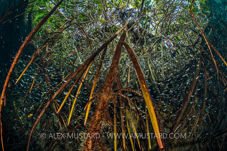 Mollies In Mangroves. Mexico