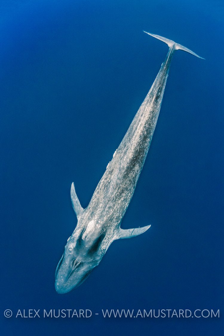 Blue Whale. Sri Lanka