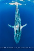 Blue Whale. Sri Lanka