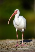 Whiet Ibis. USA
