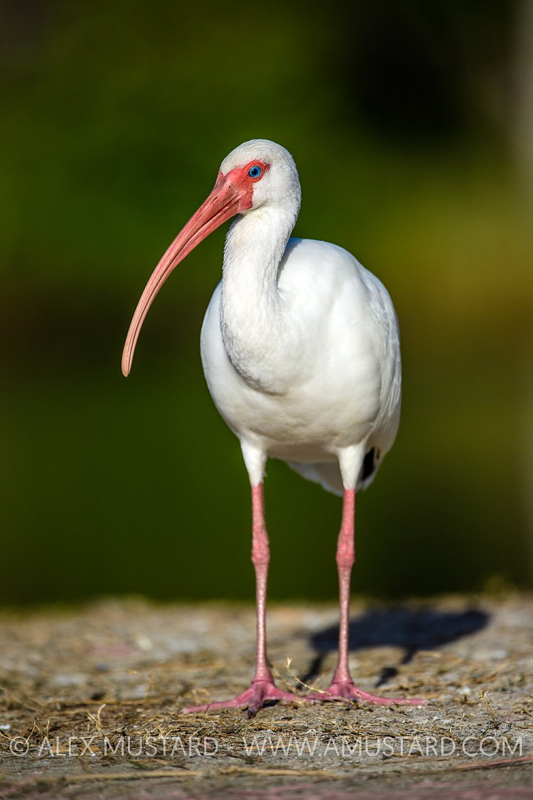 Whiet Ibis. USA