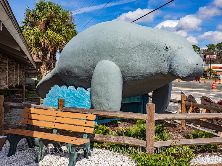 Manatee Statue. USA