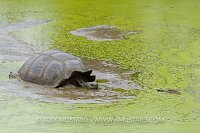 Giant Tortoise Wallow. Galapagos