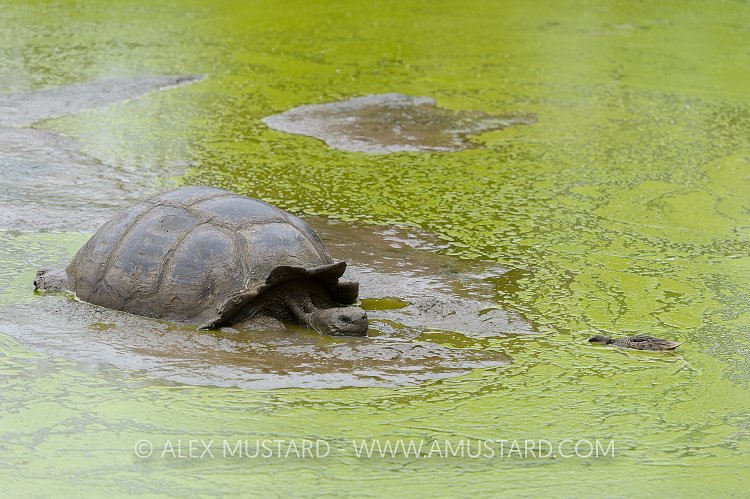 Giant Tortoise Wallow. Galapagos