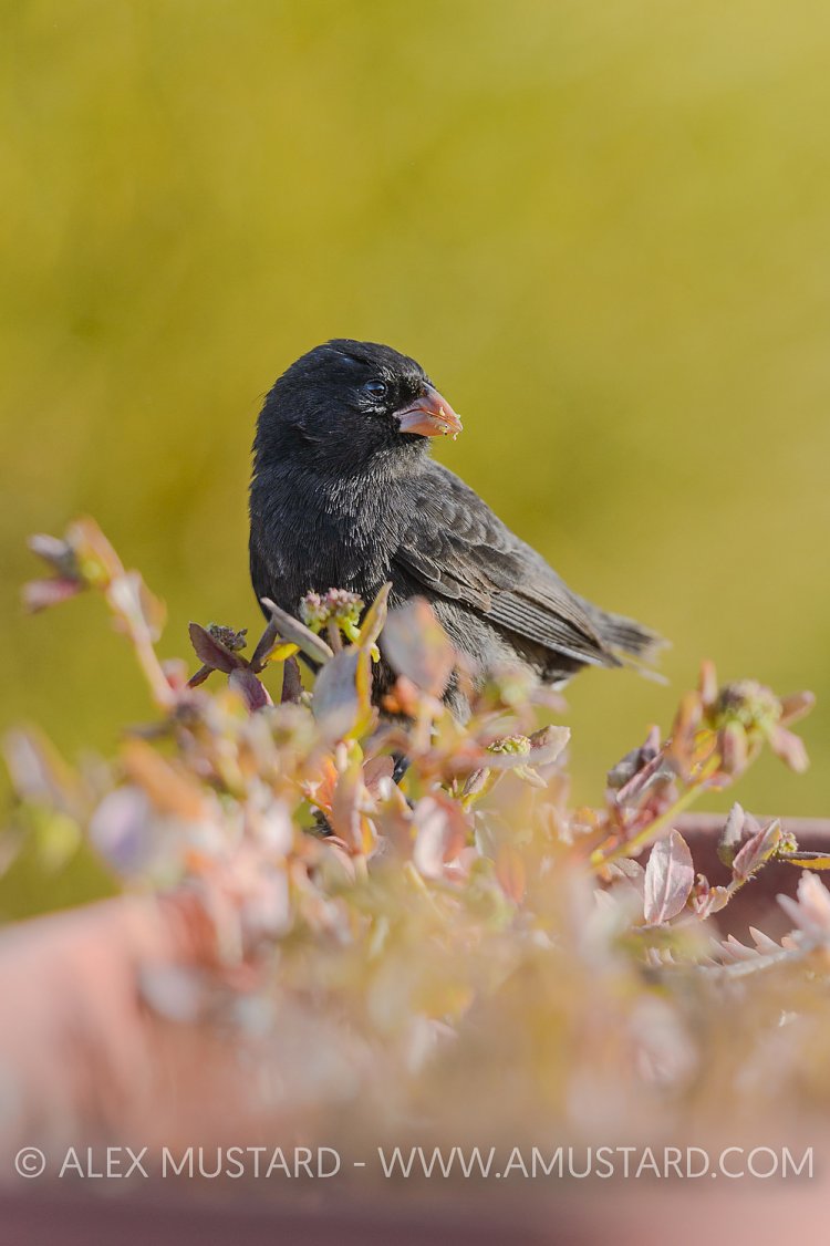 Darwin's Finch. Galapagos
