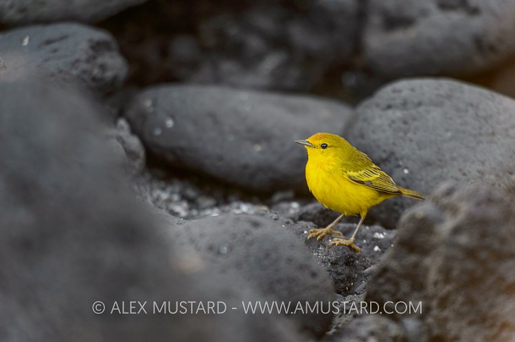 Yellow Warbler. Galapagos.