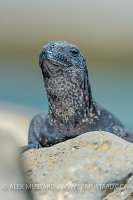 Iguana Basking. Galapagos