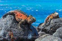 Red Iguanas By Ocean. Galapagos