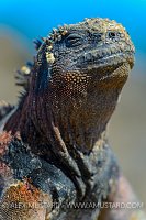 Iguana Portrait. Galapagos