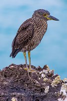 Night Heron Portrait. Galapagos