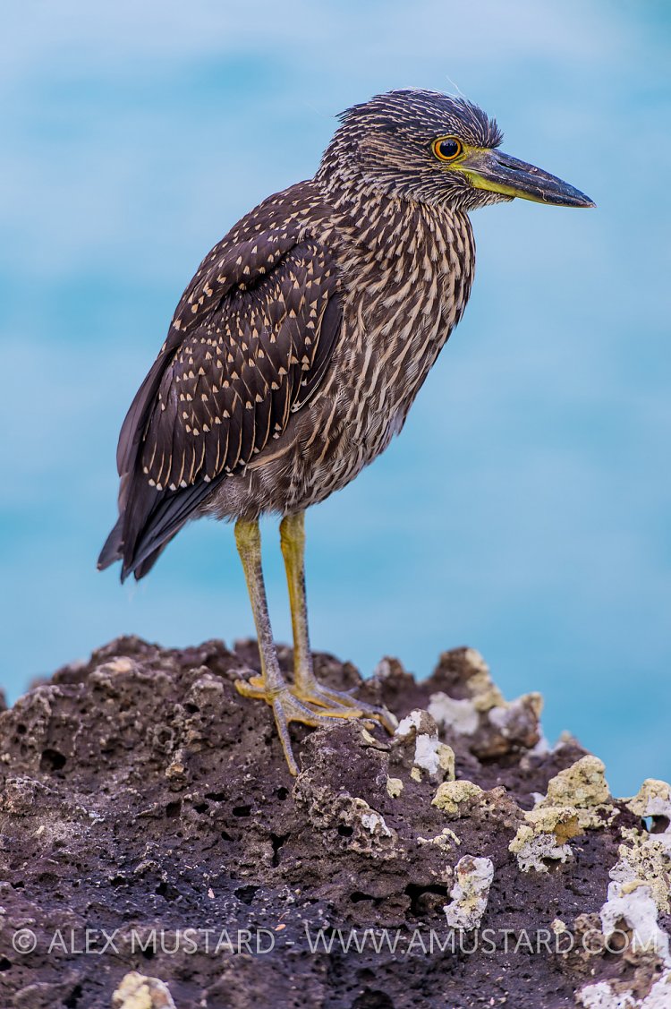 Night Heron Portrait. Galapagos