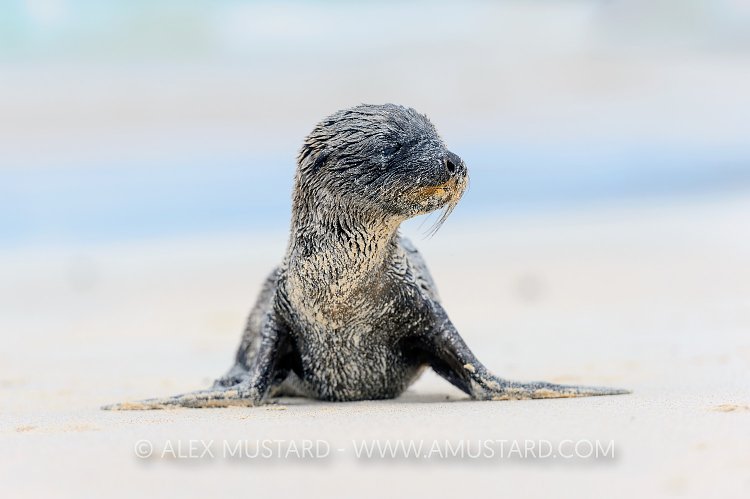 Sea Lion Pup. Galapagos