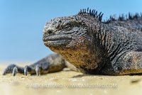 Beachgoer Iguana. Galapagos