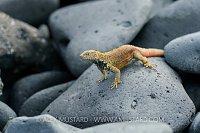 Lava Lizard. Galapagos