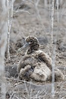 Albatross Chick. Galapagos