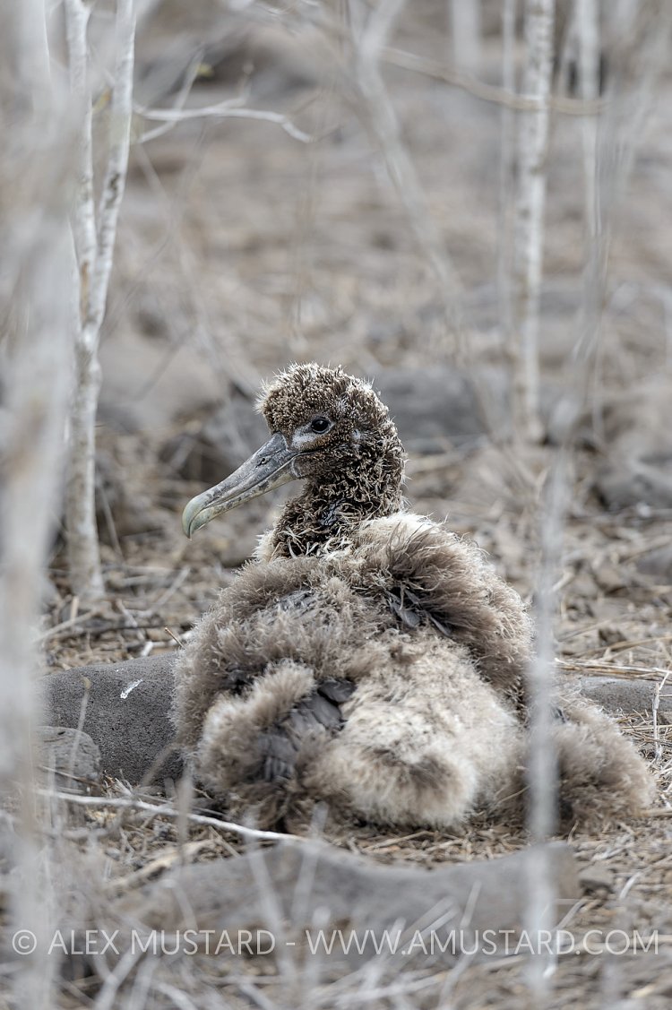 Albatross Chick. Galapagos